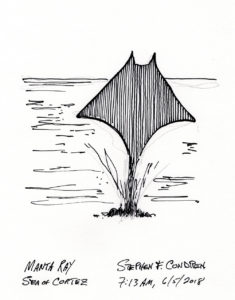 Manta ray pen & ink drawing