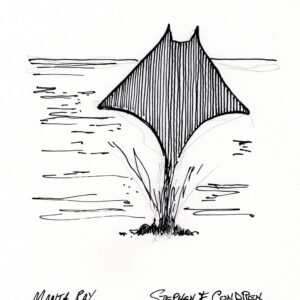 Manta ray #2422A pen & ink nature drawing, dancing in the Sea of Cortez, with dark contour lines, and hatching. 