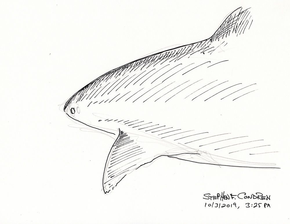 Sharks #424Z pen & ink drawing by artist Stephen F. Condren.