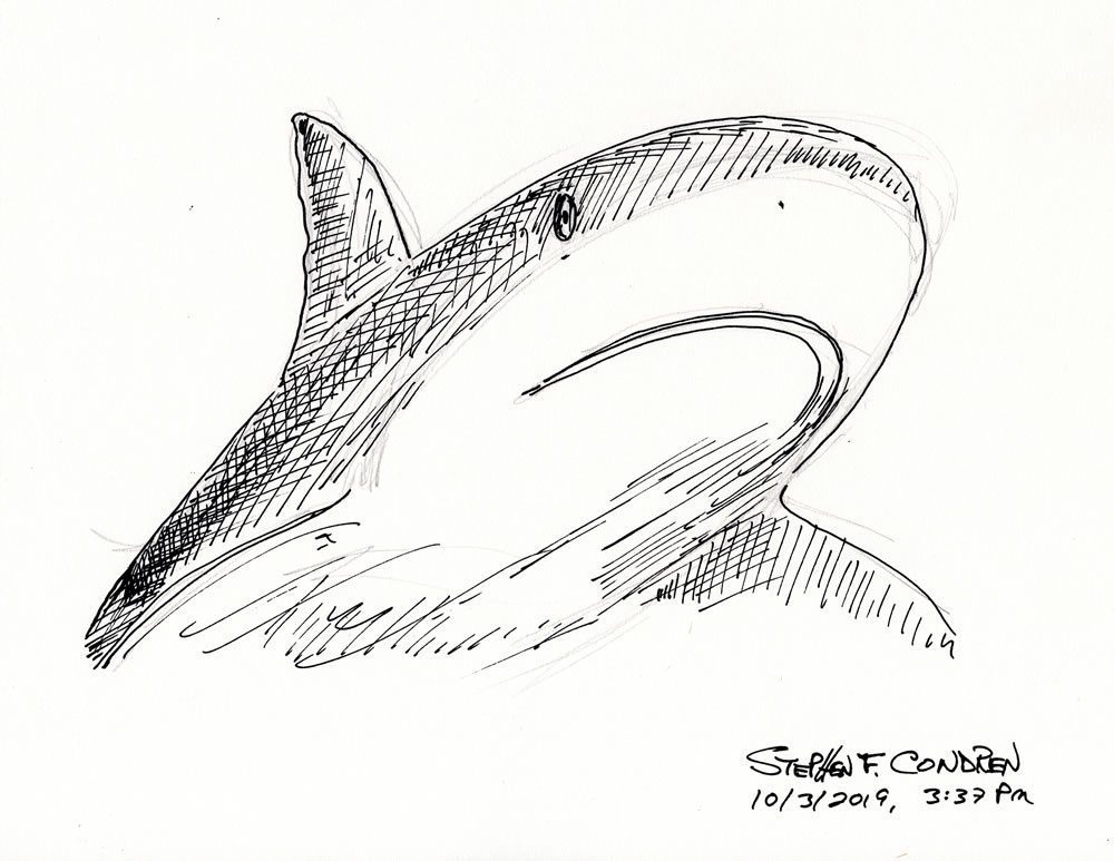 Pen & ink drawing of a Bull Shark.