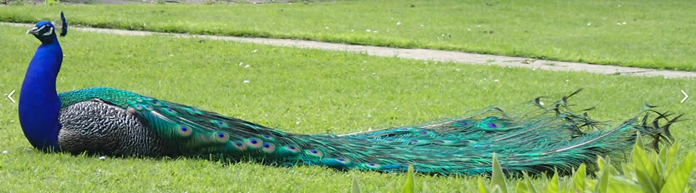 Photo of an Indian Peafowl sitting.