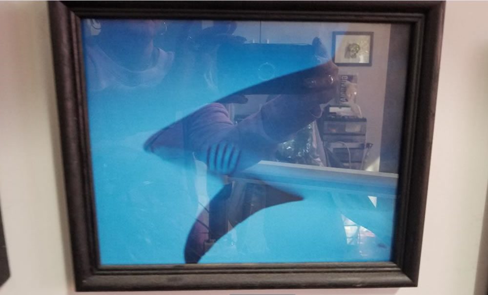 Photo taken of a Bull Shark by Dr. Douglas Bauer.