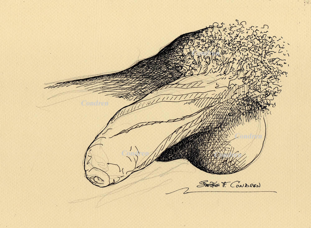 Penis foreskin #586Z, or prepuce pen & ink drawing with pencil, offering prints & scans by artist Stephen F. Condren of Condren Galleries, with gay LGBTQ approved prints, and scans.