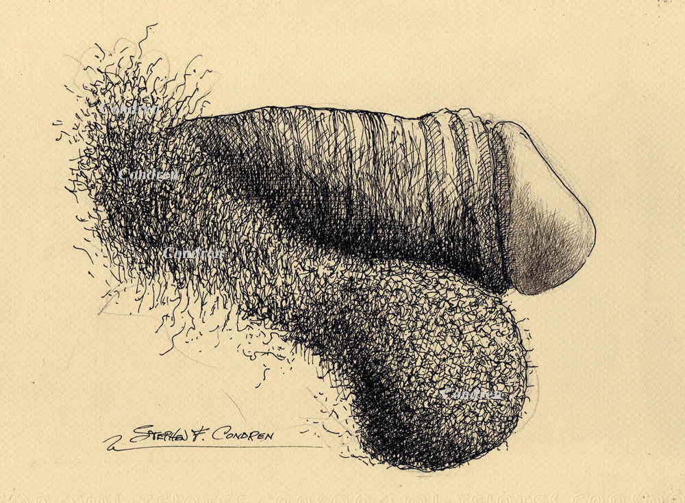 Pen & ink drawing of a circumcised penis by artist Stephen F. Condren, with gay LGBTQ approved prints, and scans.