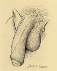 The penis #522Z, pencil drawing with prints & scans, by artist Stephen F. Condren of Condren Galleries.