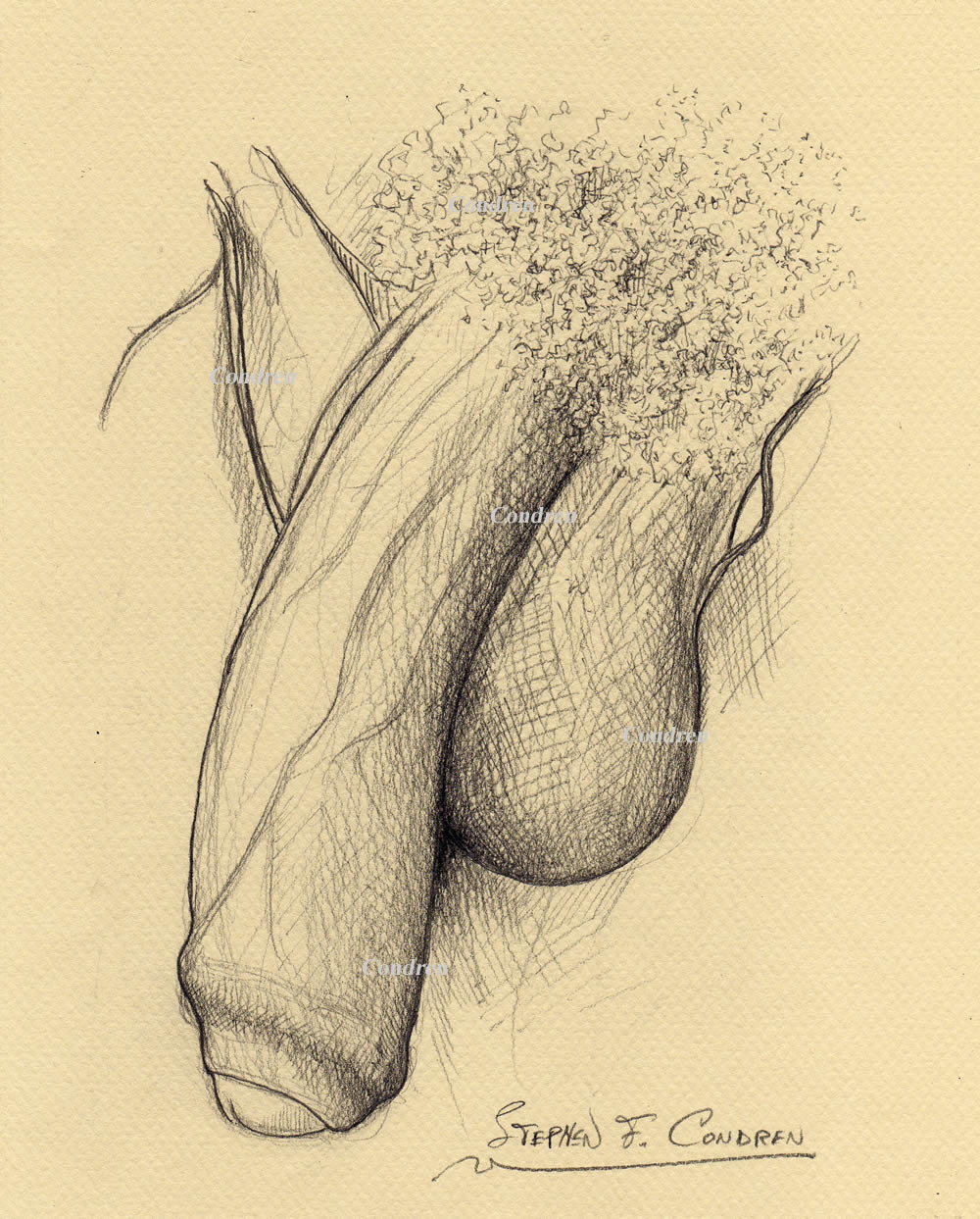 Penis #522Z, sex organ pencil drawing with prints & scans, by artist Stephen F. Condren of Condren Galleries, with gay LGBTQ approved prints, and scans.