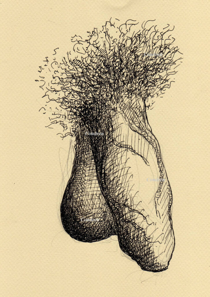 Pen & ink drawing of an uncircumsized (uncut) human male penis, by artist Stephen F. Condren.