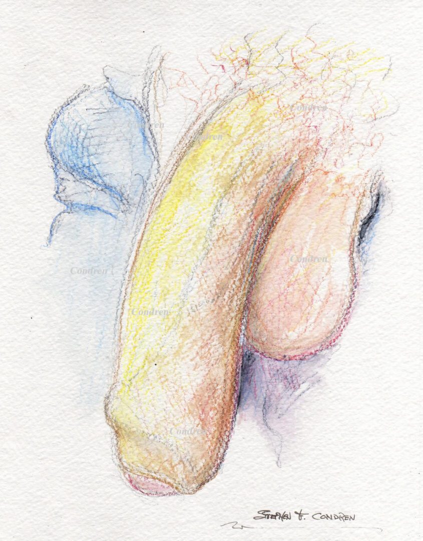 Penis #523Z, sex organ watercolor drawing with pencil, offering prints & scans, by artist Stephen F. Condren of Condren Galleries, with gay LGBTQ approved prints, and scans.