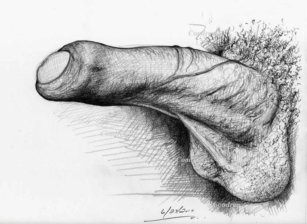 Pencil drawing of an erection of a gay man's penis by artist Stephen F. Condren, with prints and scans.