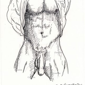 Penis 444A that is uncut and flaccid with large veins and foreskin on male torso pen & ink gay figure drawing.