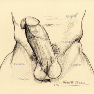 Hardon cock erection on lap of a naked man showing large veins and big hairy balls. Gay male sex pencil figure drawing.